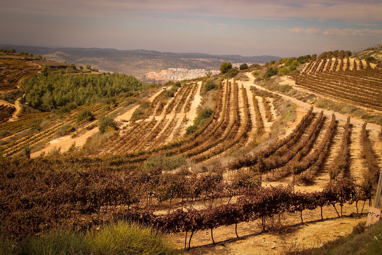 Chief rabbis urge Israelis to pray for rain